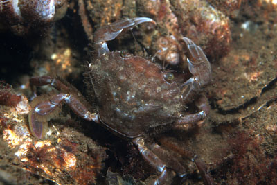 Liocarcinus_arcuatus_045_XL_k