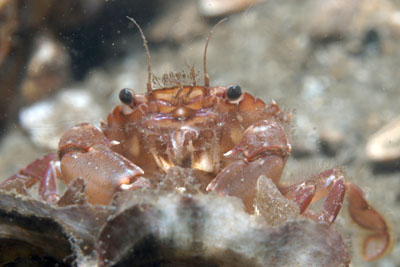 Liocarcinus_arcuatus_077_XL_k