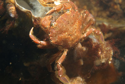 Liocarcinus_arcuatus_092_XL_k