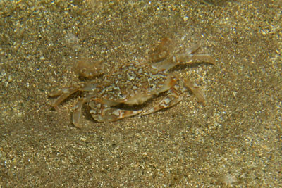 Liocarcinus_marmoreus_001_XL_k