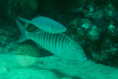 Lithognathus_mormyrus _904_XL_k