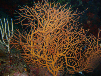 Lophogorgia_ceratophyta_002_XL_k