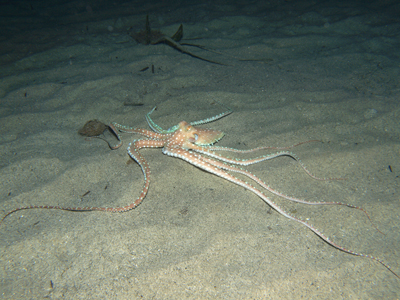Macrotritopus_defilippi_001_XL_k