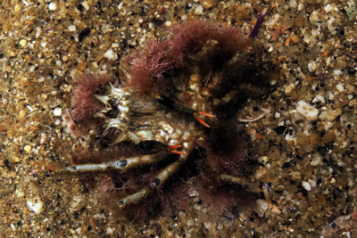 Maia_verrucosa_rb_001_XL_XL