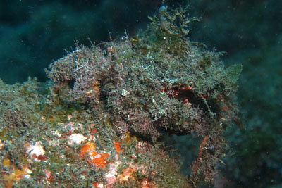 Maja _crispata_505_XL_k