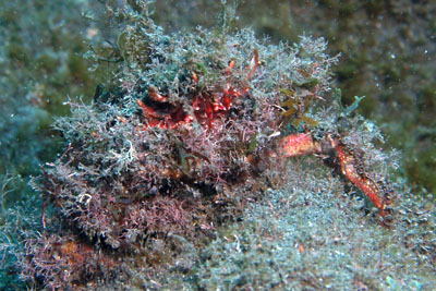 Maja _crispata_506_XL_k