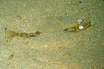 Marsupenaeus_japonicus_007_XL_k