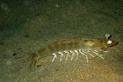 Marsupenaeus_japonicus_011_XL_k