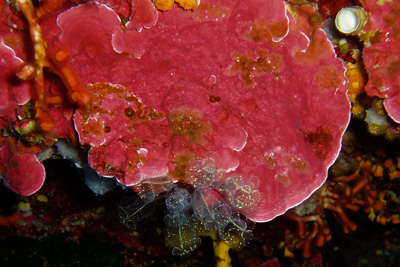 Mesophyllum_expansum_001_XL_k