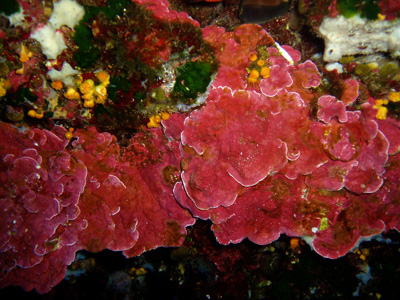 Mesophyllum_expansum_005_XL_k