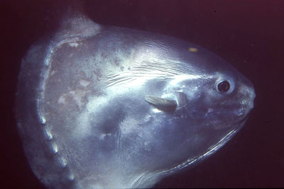 Mola_mola_904_XL_k