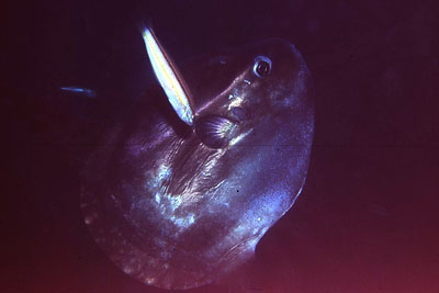 Mola_mola_907_XL_k