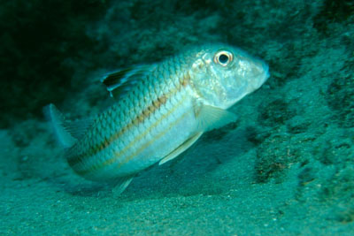 Mullus_surmuletus_901_XL_k03
