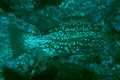 Mycteroperca rubra _901_XL_k