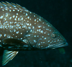 Mycteroperca rubra _902_XL_k