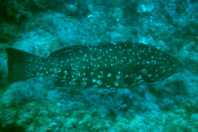 Mycteroperca rubra _903_XL_k