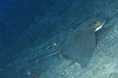 Myliobatis_aquila_506_XL_k Myliobatis_aquila_506_XL_k