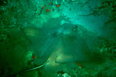 Myliobatis_aquila_901_XL_k02 Myliobatis_aquila_901_XL_k02