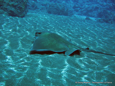 Myliobatis_aquila_k Myliobatis_aquila_k