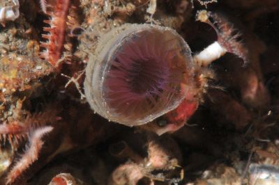 Myxicola_infundibulum2_k