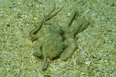 Octopus_salutii_001_XL_k