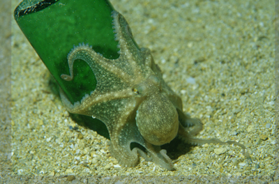 Octopus_salutii_002_XL_k