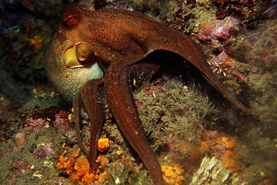 Octopus_vulgaris_904_k