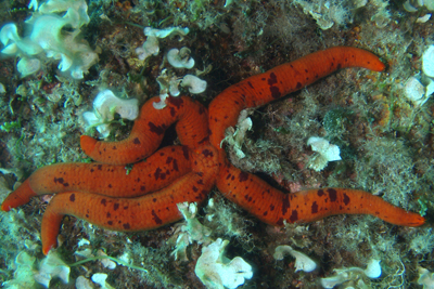 Ophidiaster_ophidianus_016_XL_k