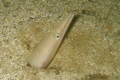 Ophisurus_serpens_015_XL_k