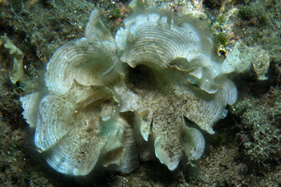 Padina_pavonica_002_XL_k02