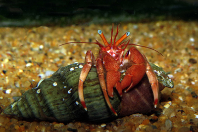 Paguristes_eremita_rb_001_XL_k