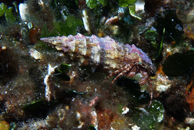 Pagurus_anachoretus_005_XL_k