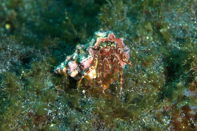 Pagurus_anachoretus_504_XL_k