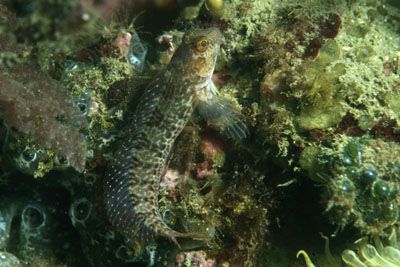 Parablennius_pilicornis_904_XL_k