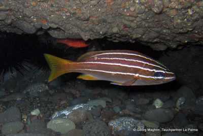 Parapristipoma_octolineatum_k