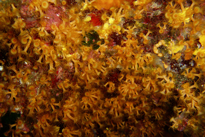 Parazoanthus_axinellae_005_XL_k