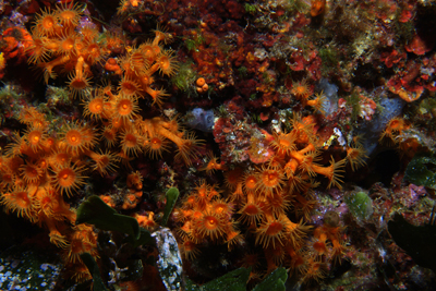 Parazoanthus_axinellae_016_XL_k