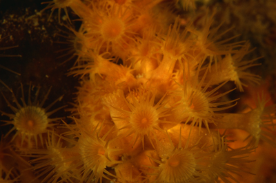 Parazoanthus_axinellae_903_XL_k
