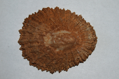 Patella_caerulea_Sch_001_XL_k