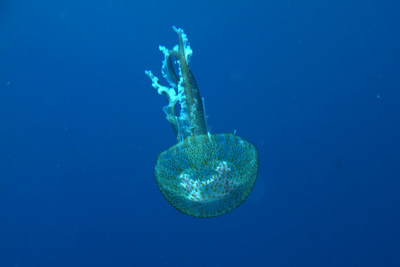 Pelagia_noctiluca_014_XL_k