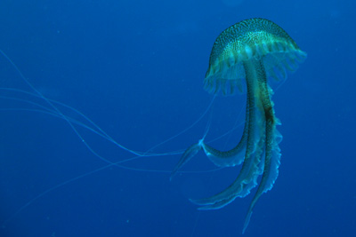 Pelagia_noctiluca_024_XL_k
