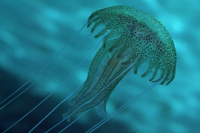 Pelagia_noctiluca_902_XL_k