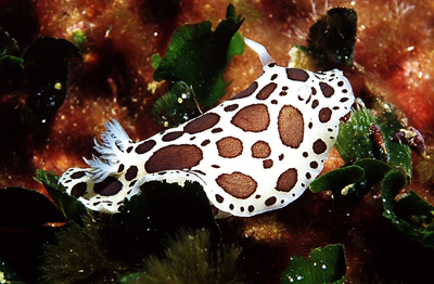 Peltodoris_atromaculata_903_XL_k