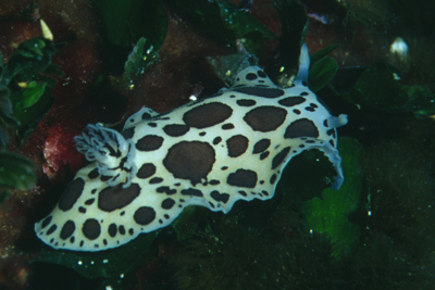 Peltodoris_atromaculata_904_XL_k