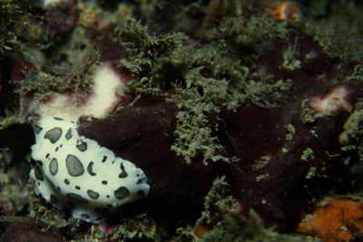 Peltodoris_atromaculata_906_XL_k