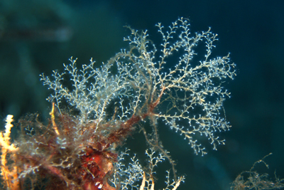 Pennaria_disticha_002_XL_k02