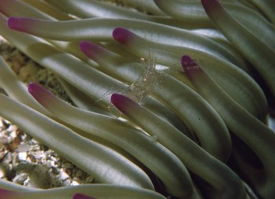 Perliclimenes_scriptus_950_k