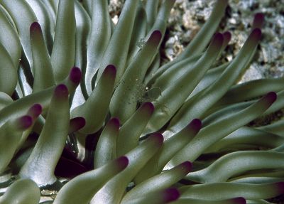 Perliclimenes_scriptus_951_k