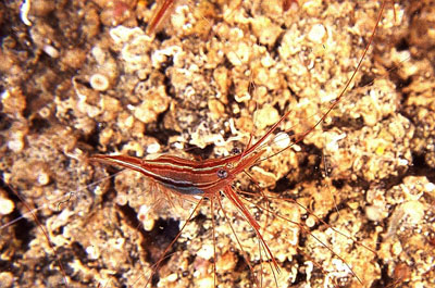 Plesionika_narval_901_XL_k