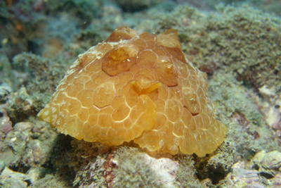 Pleurobranchus_testudinarius_901_XL_k